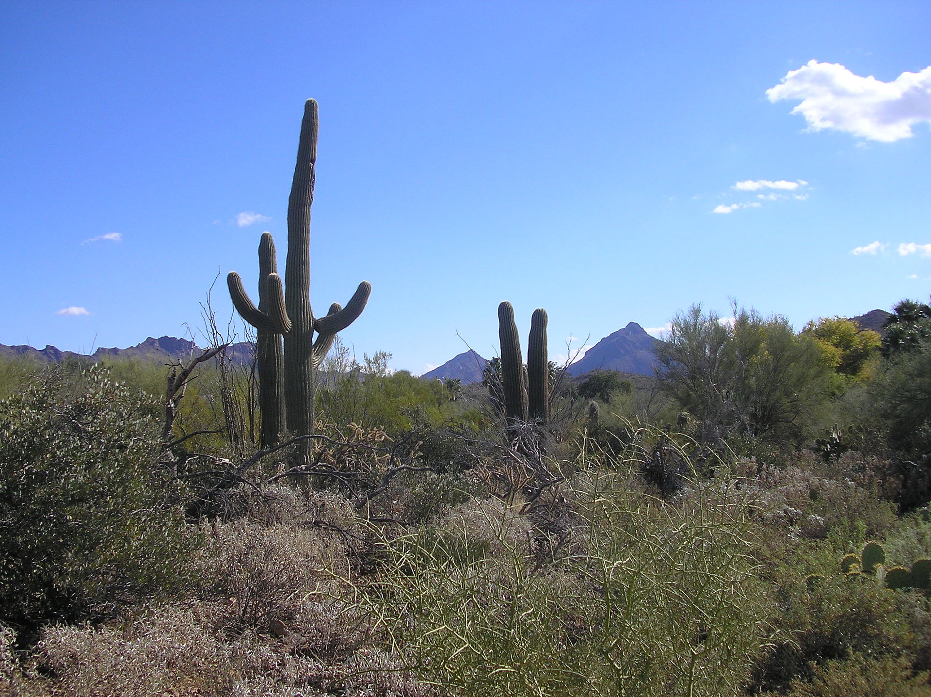 The Sonoran Desert near Tucson, Arizona during winter. Picture by Santryl, from wikimedia.org. Thank you!